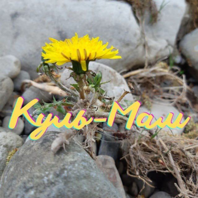 Куль-Мам🌼Канал Тамари Білоус